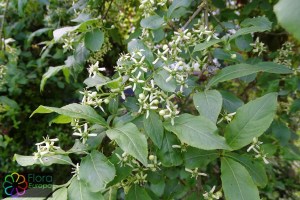 Euonymus europaeus (1)